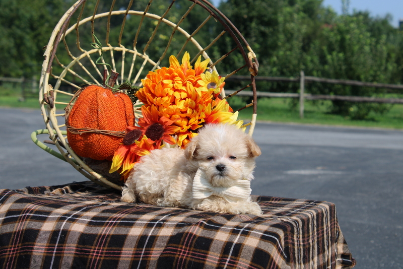 puppy, for, sale, Maltipoo, Matthew B. Stoltzfus, dog, breeder, Gap, PA, dog-breeder, puppy-for-sale, forsale, nearby, find, puppyfind, locator, puppylocator, aca